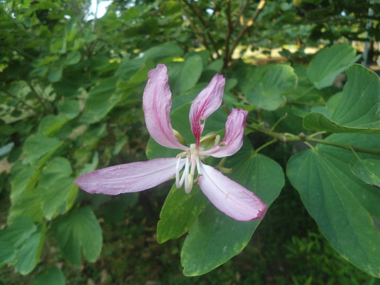 White Orchid Tree Seeds, 10 Count, Bauhinia purpurea Alba, Tropical Flowering Plant