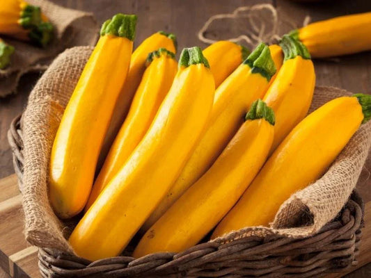 Gourmet Gold Zucchini Squash Seeds - 25+ Seeds - Heirloom Variety - Cucurbita pepo - USA