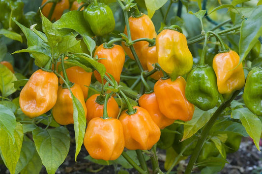 Orange Habanero Pepper Seeds - 20 Seeds - Hot & Spicy - Capsicum chinense - 350,000 Scoville Heat Units