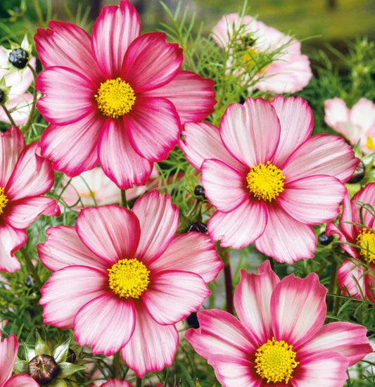 Cosmos Seeds - 100 Non-GMO Red Stripe Bi-Colored Flowers - Pollinator Friendly - Butterflies - Cosmos bipinnatus