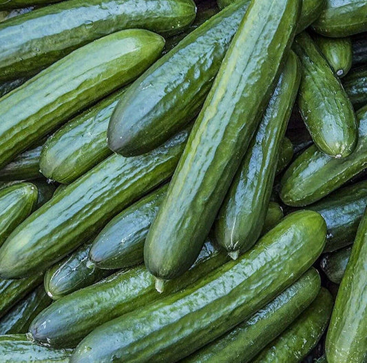Tendergreen Burpless Cucumber Seeds 50+ Pack, Vegetable Garden Variety, Cucumis sativus, Pickling Seeds