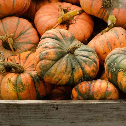 Speckled Hound Pumpkin Seeds - 25+ Count for Garden Planting - Cucurbita pepo - USA Origin