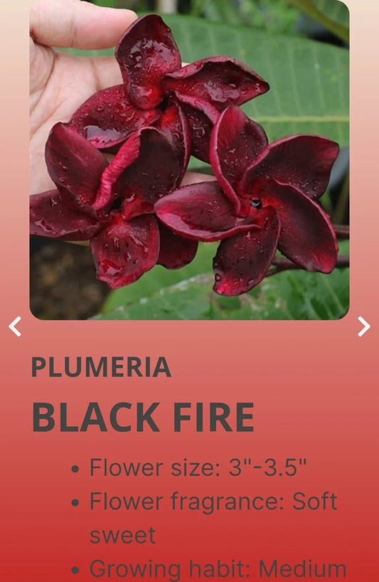 Red Root Plumeria Black Fire - Rooted 3 Inch Pot - Plumeria rubra