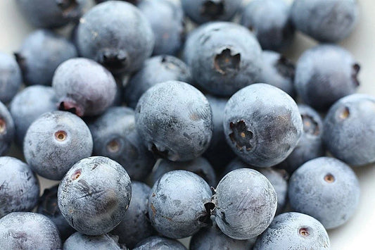 Southern Blueberry Seeds Bulk 1000 Count, Evergreen Shrub, Heat Tolerant, Vaccinium ashei