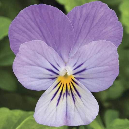 Viola Seeds 50 Pack Endurio Lavender Flower Seeds (Viola spp.) - Perfect for Garden or Container Planting