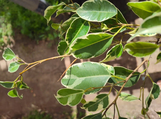 Variegated Ficus Benjamina Live Plant - Large Rooted Plug - Indoor Houseplant - Ficus Tree