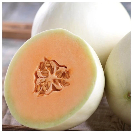 Honey Dew Orange Flesh Cantaloupe Seeds - 50+ Muskmelon Seeds - Sweet Fruit for USA Gardens - Cucumis melo