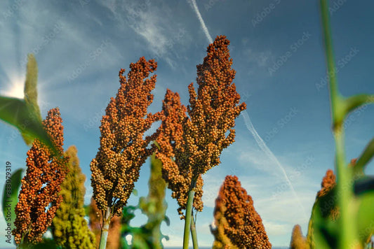 Sorghum Seeds - 90 Multi-Colored Upright Seeds - Fast-Growing Sorghum, GroCo