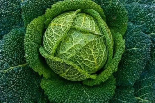Savoy Perfection Cabbage Seeds 500+ Heirloom NON-GMO Fresh Seeds (Brassica oleracea var. sabauda)