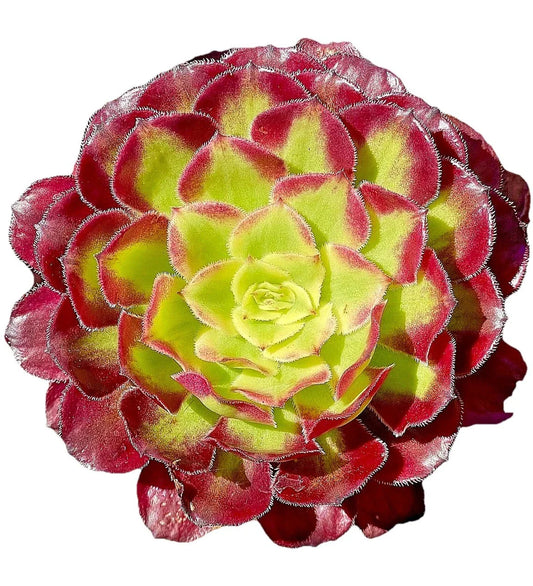Rare Variegated Aeonium Mardi Gras Succulent Cutting 3-4 Inches - Live Plant for Home Decor, Garden, or Collection