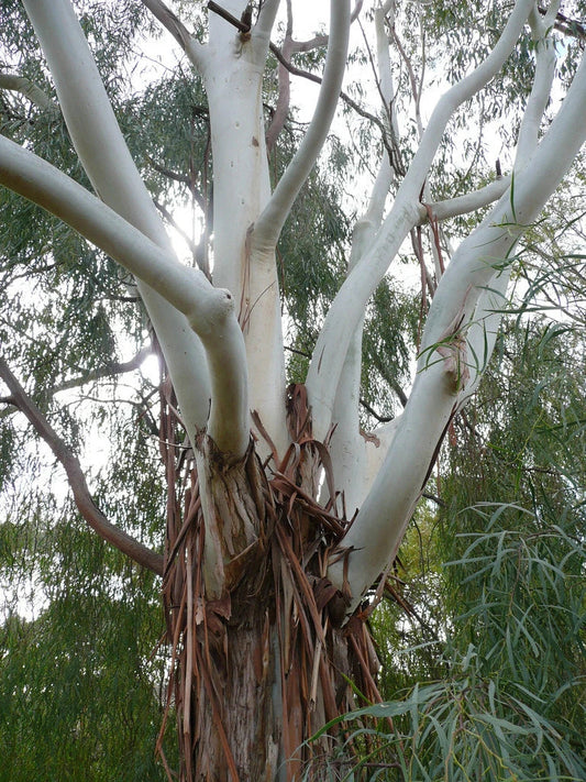 Lemon-Scented Gum Seeds - Eucalyptus citriodora - 50 Seeds for Planting