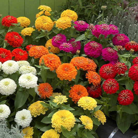 Zinnia Seeds - 100+ Preciosa Mix - Colorful Garden Flowers - Zinnia elegans - USA Quality, Free Shipping