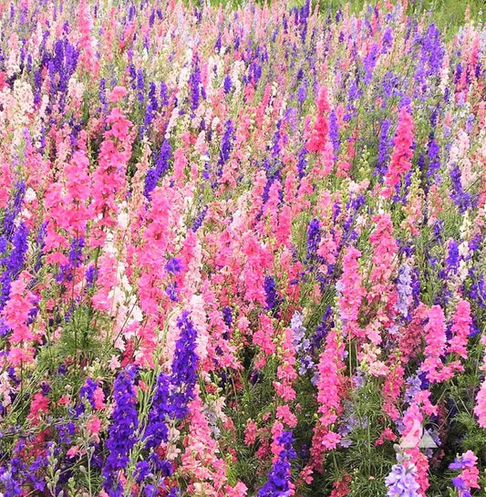Larkspur Seeds - Rocket Mix - 400+ Count - Delphinium ajacis for 2025 Planting