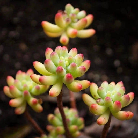 Rare Succulent Sedum pachyphyllum Live Plant - Fully Rooted 2-Inch Gift Decor - Unique Green Foliage