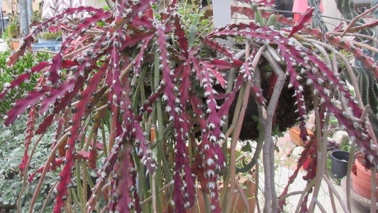 Rhipsalis Cutting 10" Long Red Clone Cactus Lepismium Cruciforme - Succulent Houseplant for Indoor Gardening