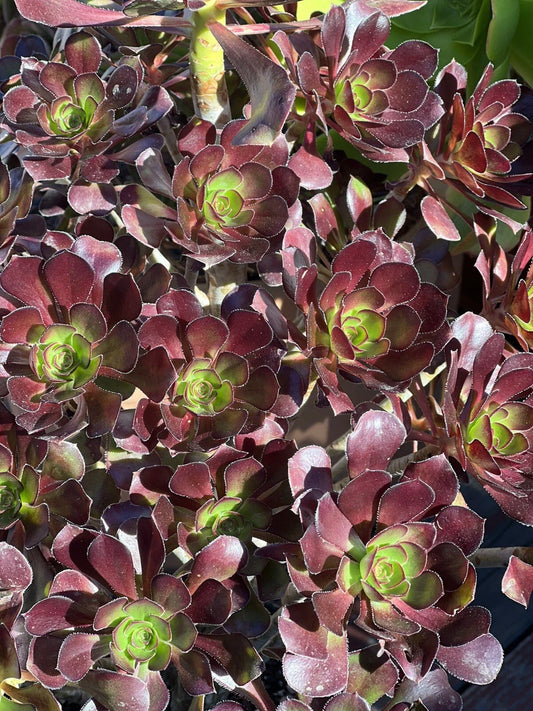 Aeonium Voodoo Cutting | Succulent Plant | Unique Dark Purple Color | Aeonium arboreum 'Zwartkop'