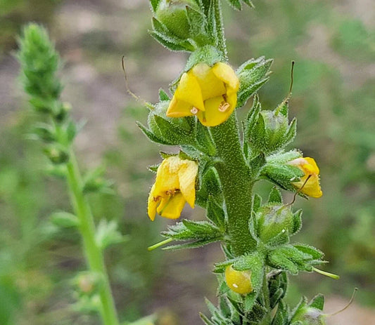 Wand Mullein Seeds | 25 Pack | Verbascum virgatum | Florida Grown | Wild Harvested