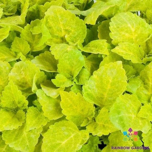 Coleus Seeds - 25+ Fairway Yellow Variety - Perfect for Garden Planting - Plectranthus scutellarioides
