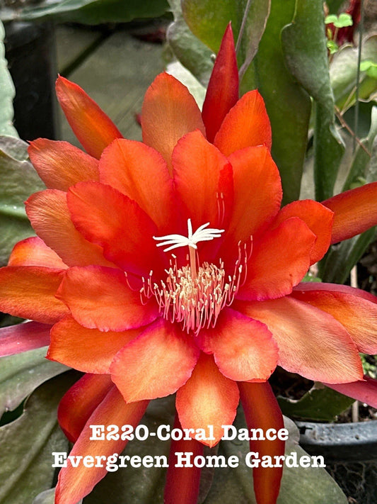 Epiphyllum Orchid Cactus Coral Dance 4” Starter Pot - Rooted Plant, Exotic Houseplant, Indoor Gardening, Succulent