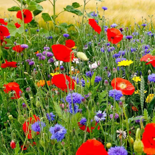Wildflower Mix Seeds - Fall Planting, Spring Blooms - 1000 Seeds - Maximum Variety for Vibrant Gardens