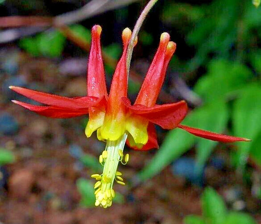 Western Red Columbine Seeds, 201 Count, Aquilegia formosa, Sitka Columbine USA, Non-GMO