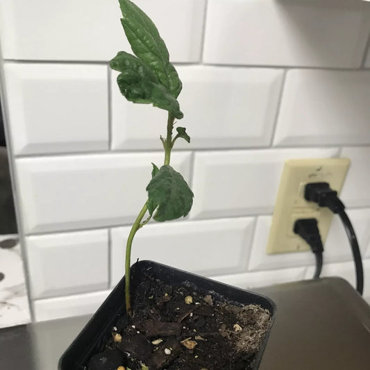 Loquat Fruit Tree Seedling 4-6 Inches Tall in 2.5 Inch Pot Eriobotrya japonica