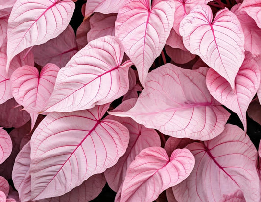 Caladium Bulbs 6 Pack - Pinky Swear Variety - Perennial Elephant Ears - Colorful Foliage for Gardening