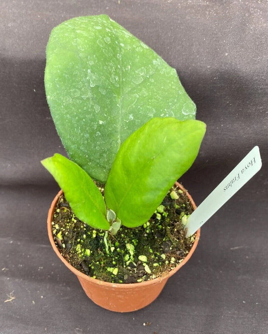Hoya Frahns Plant - Rooted 3" Pot - Hoya Hybrid - Ideal Houseplant for Indoor Gardens - Easy Care