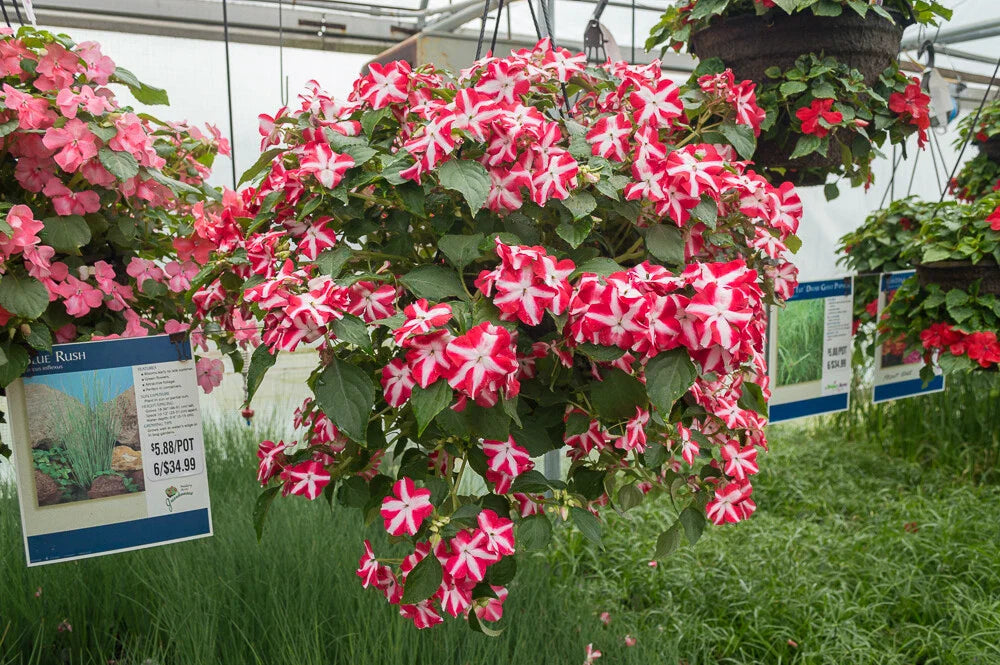 Busy Lizzy Seeds - Impatiens Accent Red Star - 100 Seeds - Non-GMO