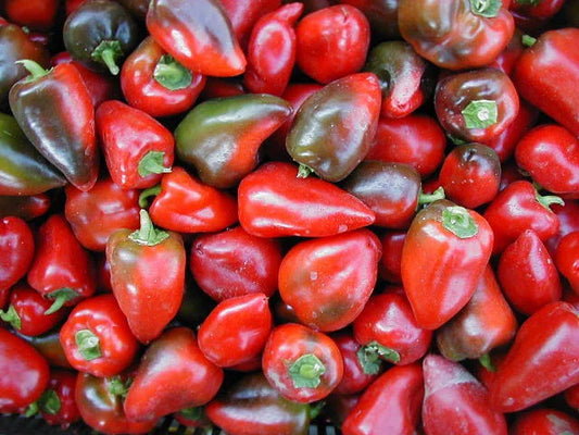 Sweet Pepper Seeds - Pimento L Variety - Heart Shaped Peppers - 100 Count Packet - Capsicum annuum
