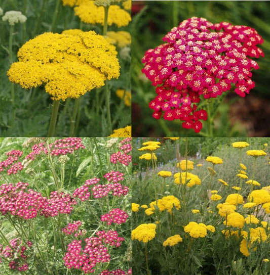 Yarrow Seeds - Sunset Mix - Perennial Gold & Red Flowers - Non-GMO, 1500 Seeds - Pollinator-Friendly (Achillea millefolium)