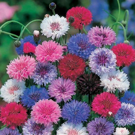 Dwarf Cornflower Bachelor Button Mix Seeds | Heirloom Non-GMO | 400 Cutflower Seeds | Centaurea cyanus