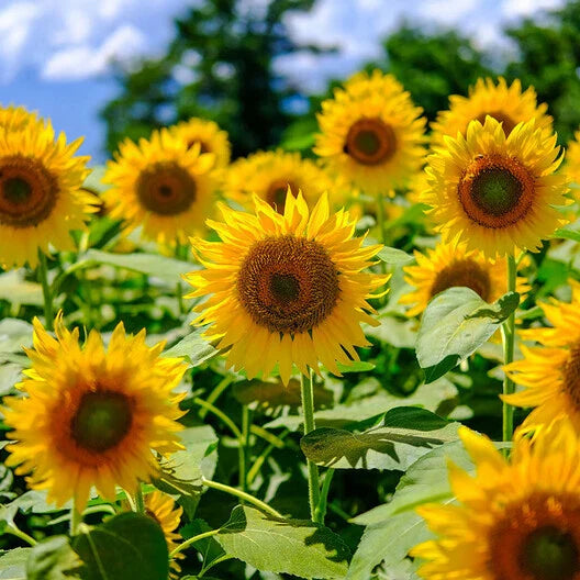 Mammoth Grey Stripe Sunflower Seeds, Heirloom Non-GMO, 50 Seeds, Edible Garden Plants - Helianthus annuus