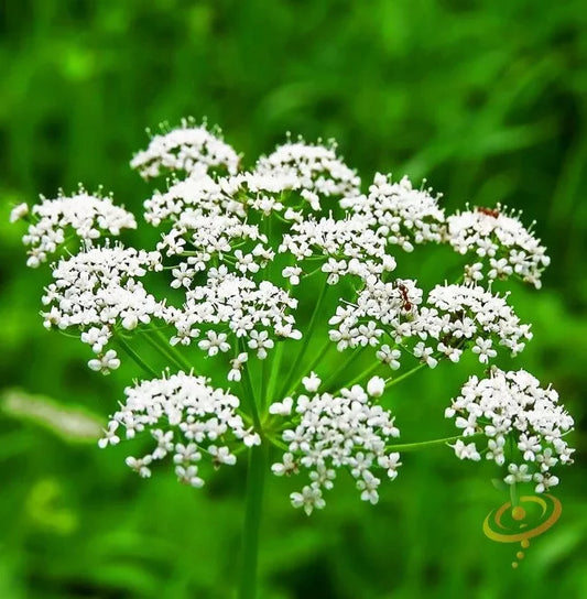 Organic Anise Seed for Planting - Heirloom Variety - Pimpinella anisum - Non-GMO, Culinary Herb Seeds