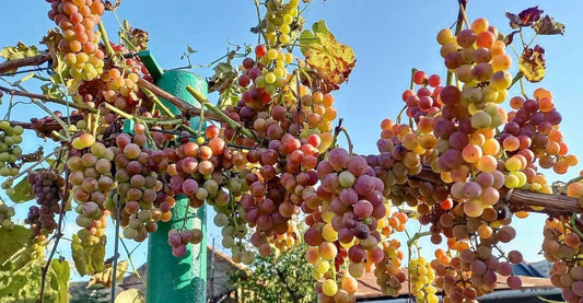 Strawberry Grapes Cuttings - 10 Ready for Rooting - Vitis vinifera Variety