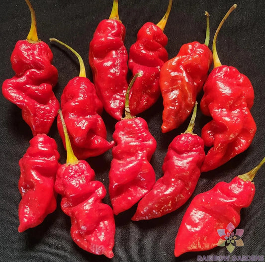 Spanish Naga Hot Pepper Seeds - 25+ Count - Ideal for Garden Planting - Capsicum chinense - USA Grown