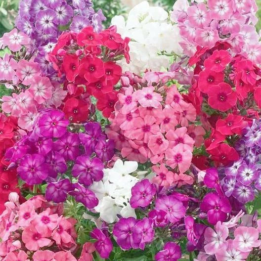Phlox Dwarf Seeds Mix - 200 Non-GMO Heirloom Seeds for Rock Gardens - Spring Blooms - Phlox subulata