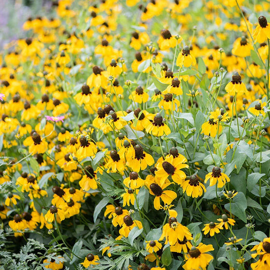 CLASPING Coneflower Seeds - 500 Non-GMO Pollinator-Friendly Wildflower Seeds - Echinacea angustifolia