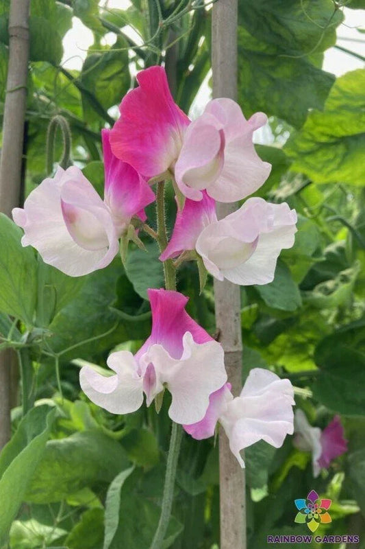 Sunshine Pink Bicolour Sweet Pea Seeds - 50+ Pack - Lathyrus odoratus - Garden Flower Seeds - USA