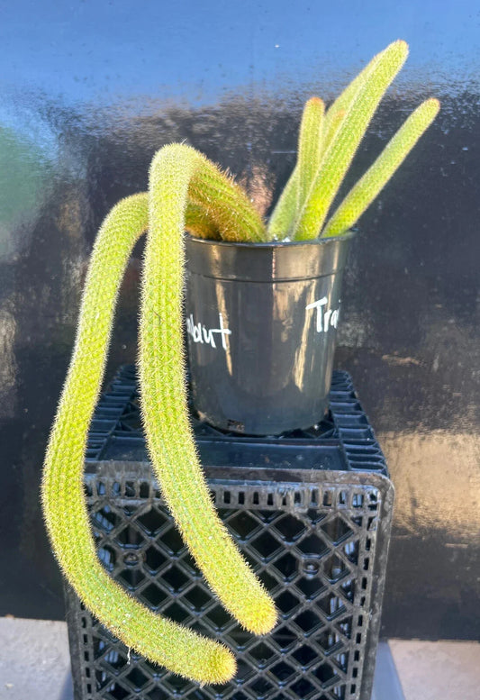 Hildewintera Traisenblut Hybrid Succulent Plant - Easy Growing, Rooted, Huge Variety