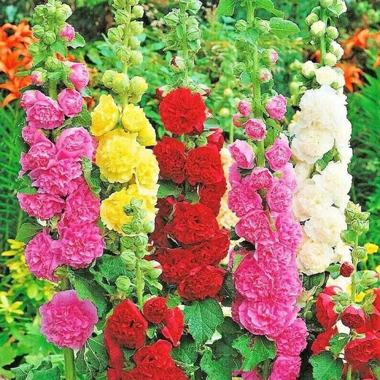 Hollyhock Seeds Mix - 30+ Huge Flower Varieties - Attracts Bees & Butterflies - Alcea rosea