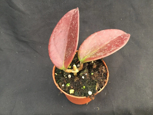Hoya Penny's Treat MB 1405B Plant | Rooted 2.5" Pot | Hoya Hybrid | Ideal Houseplant for Home Decor