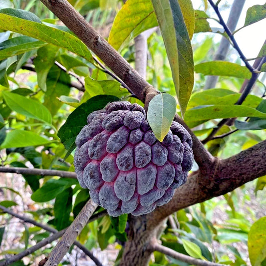 Thai Purple Sugar Apple Tree Seeds - 10 Pack, Annona squamosa, Rare Sweetsop Fruit, Tropical Garden Seeds
