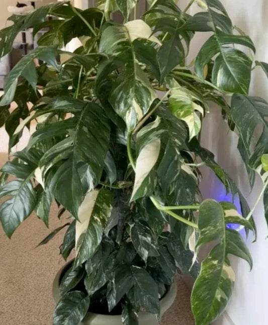 Albo Pothos Cutting - Fresh Marble Variegation - Epipremnum Pinnatum - Rare Houseplant