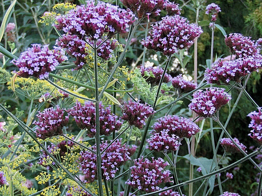 Tall Verbena Seeds, 233 Count, Hardy Purple Flowers, Verbena bonariensis, Easy to Grow