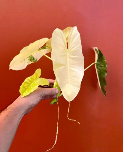 Variegated Burle Marx Philodendron Cutting | Nodes & Air Roots | House Plant | Philodendron 'Burle Marx'