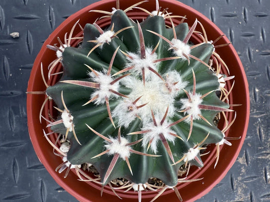 Echinocactus texensis Cactus - Horse Crippler - Cold Hardy - 6" Pot - Drought-Tolerant Succulent Plant