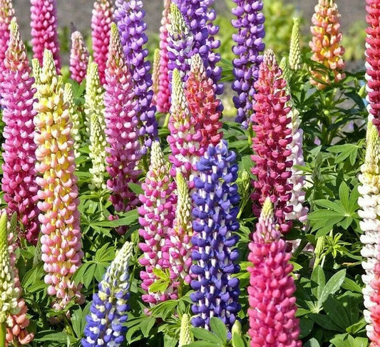 Russell Lupine Flower Seeds 50+ Mixed Colors Perennial Garden Seeds, Lupinus polyphyllus