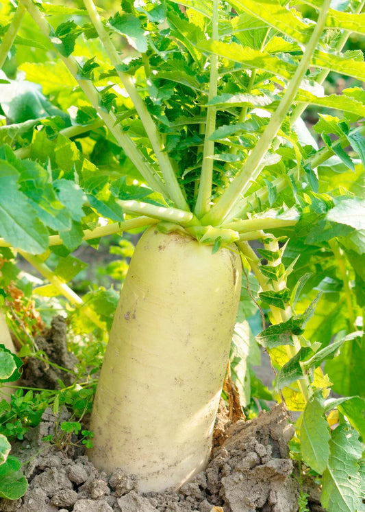 Daikon Radish Seeds 200+ Seeds Japanese Minowase Chinese White Radish Luo Bo Raphanus sativus