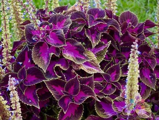 Purple Dragon Coleus Seeds - 25+ Pack - Colorful Foliage for Garden Planting - Coleus blumei